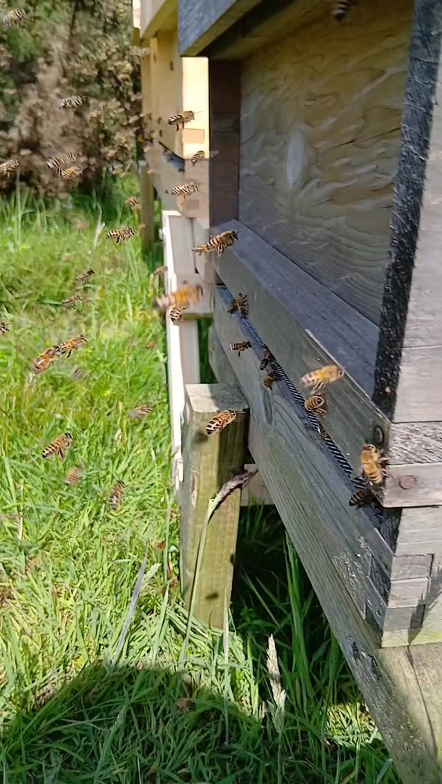 The beekeeping season never stands still.
Over the last few days, I've started moving colonies across Glen Esk in preparation for the upcoming heather flow. Every hive that helped produce our spring rapeseed honey is now entering the next stage of the season, following nature's calendar and the blooms that make each honey unique.
Beekeeping is far more than placing hives in a field and waiting for honey to appear. It means understanding the seasons, monitoring colony development, reading the weather, planning ahead, and moving bees at exactly the right moment to make the most of each forage opportunity.
This is one of the busiest periods of my year as a beekeeper, but it's all part of the commitment to producing the best honey possible. From multi-floral and single-origin honeys to the distinctive character of Scottish heather honey from Calluna vulgaris, every harvest starts months before the honey reaches the jar.
As part of this work, some colonies have also been moved to our farm fields to continue a project focused on establishing crops with a high value for pollinators. Supporting bees throughout the season is just as important as producing honey, and these plantings help provide valuable forage while contributing to a healthier landscape for pollinating insects.
A lot of work happens behind the scenes, but seeing the bees returning home loaded with nectar and pollen makes every mile worthwhile.
#Beekeeping #ScottishHoney #HeatherHoney #GlenEsk #CallunaVulgaris Pollinators SustainableFarming BrawliemuirFarm LocalHoney