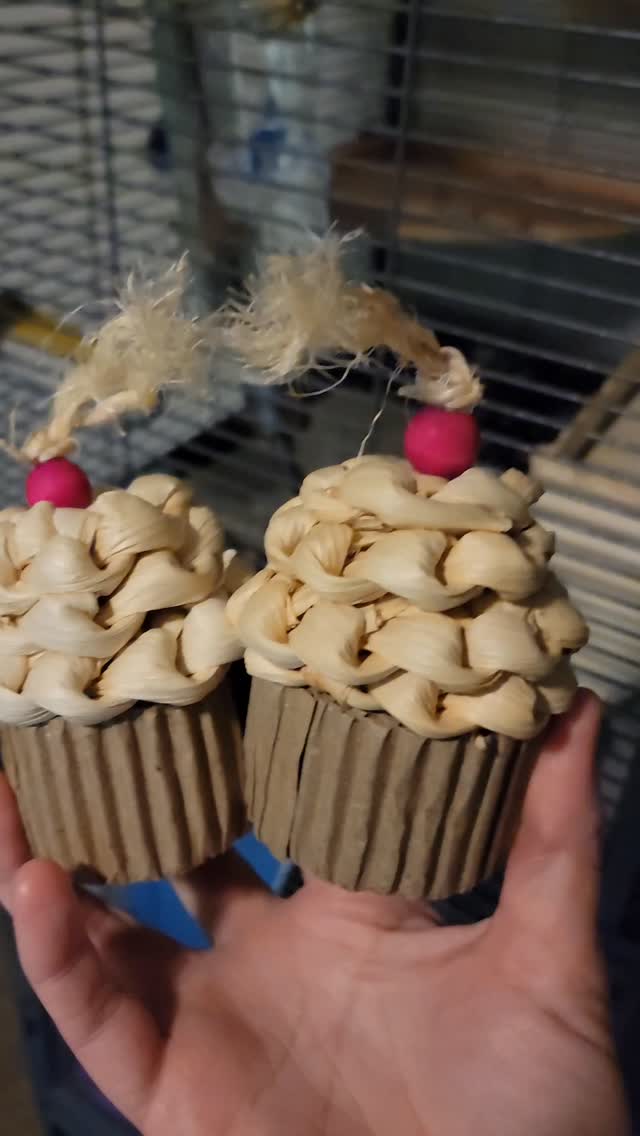 Chinnamaroll and chiromi 's birthday is here! This is the start of the their birthday fun!
#pet #chinchilla #chinchillaeating #asmr #petsofinstagram