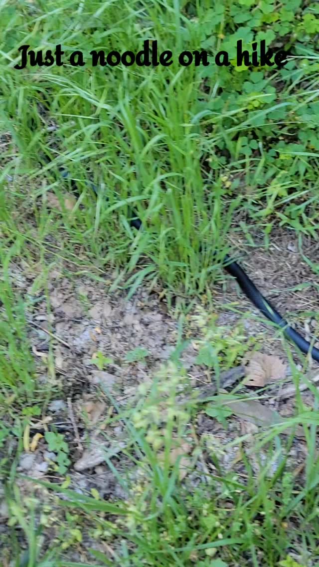 Spotted him on our hike recently.
#hike #nature #snake #pennsylvania