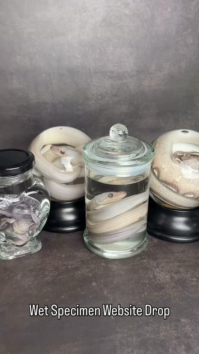 New Wet Specimens have made their way onto the website!
Chameleons, Royals, Reticulated Pythons and a Leopard Gecko all looking for a new home.
Multi Buy offer at checkout saving £2 per item on orders of 2+ when ordered at the same time. Automatic discount 🖤
#wetspecimen #taxidermyforsale #odditiesandcuriosities #wetspecimens #taxidermy