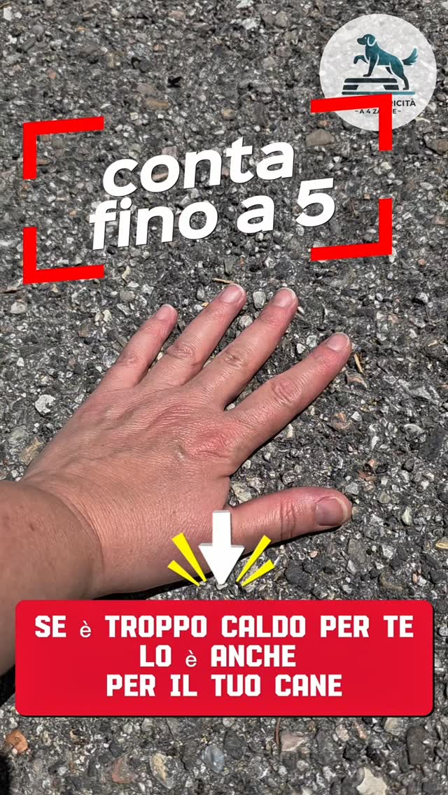 ☀️ Attenzione all'asfalto rovente!
Prima di uscire con il tuo cane, prova il test dei 5 secondi: appoggia il palmo della mano a terra e cerca di mantenerlo per 5 secondi.
Se il terreno è troppo caldo per la tua mano, è troppo caldo anche per le zampe del tuo cane.
Nelle giornate più calde, scegli le ore più fresche per le passeggiate. Quando devi uscire nelle ore centrali della giornata per i bisogni, preferisci percorsi ombreggiati o sull'erba ed evita lunghi tratti esposti al sole.
🐾 Piccole attenzioni che possono fare una grande differenza.
👉 Condividi questo post per far conoscere il test dei 5 secondi a più persone.
#psicomotricitàa4zampe #benesseredelcane #caniRimini #educazionecinofila #attivitàpercani
