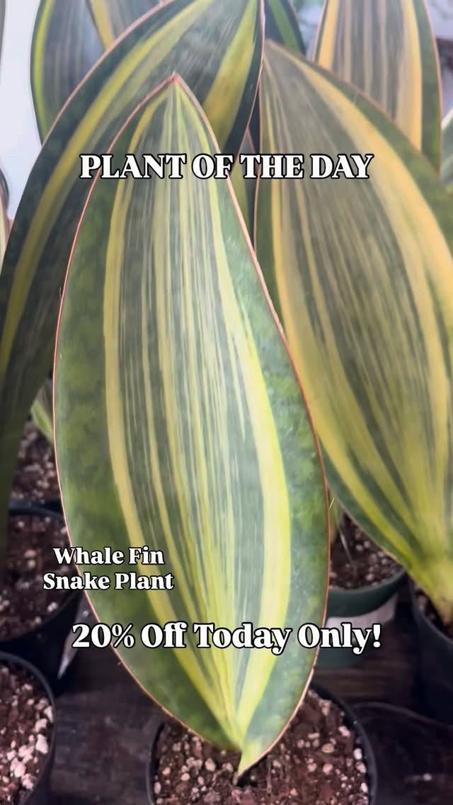 PLANT OF THE DAY!
Today’s plant is the Whale Fin Snake Plant and it’s 20% off today only. Open 10-6pm
The Whale Fin Snake Plant tolerates low light but will grow faster in medium to bright indirect light. Water every 2-3 weeks when the soil is fully dry.
#nebraskaplantshop #grandislandnebraska #tropicalhouseplants #plantoftheday
