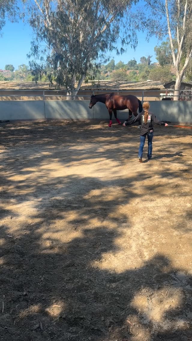 Sarinity did a great job working with Whizzy and Jackson today.
Jackson wasn’t finished and wanted to play at the end. We had a good laugh over that.
Sarinity wants to attend the USAF Academy and become a pilot.
I’m gonna do everything in my power to help this young lady achieve her dreams, she’s going into 10th grade and joined the civil air patrol.
Discipline, focus, accountability, courage are all words I think of when I describe Sarinity.