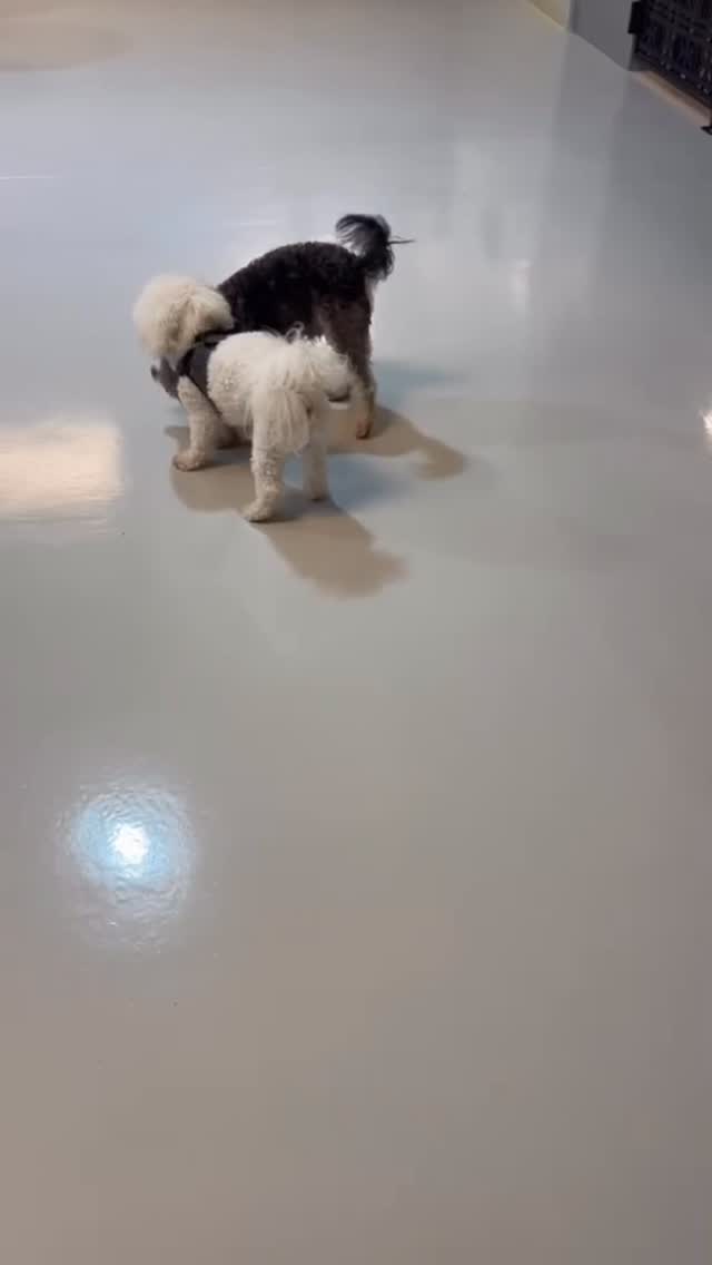 Cutest wrestlers EVER 🥹🐾💛🐶
.
.
.
.
.
.
#dogsofauckland #dogdaycarelife #cuteness #wrestling