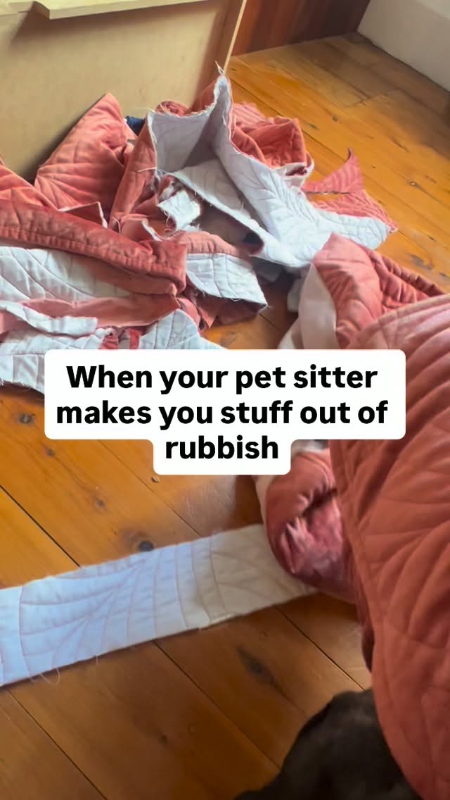 Rubbish never looked so cute!
If you were driving around Maitland area and have noticed that the rubbish on the median strip is missing… you’re welcome.
Sure I benefitted. I mean how cute is a dog coat and matchy bed. Stuffed with the fabric scraps. ( I’ve left room for you @audkai to store your textile waste)
And I’m also getting a coat and skirt out of it.
But also was it my responsibility to pick up the trash.
Yes. And also no.
Tutorial for floor cushion is up on my blog.😁😉
#frenchbulldog #upcycle #sustainability #free