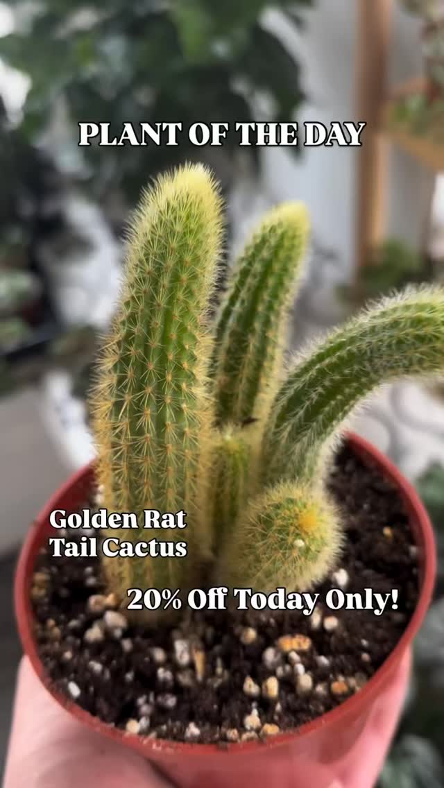 PLANT OF THE DAY!
Today’s plant is the Golden Rat Tail Cactus and it’s 20% off today only! Open 10-6pm
The Golden Rat Tail Cactus wants bright indirect light. Water every 2-3 weeks when the soil is completely dry. This plant is non-toxic!
#nebraskaplantshop #grandislandnebraska #tropicalhouseplants #plantoftheday