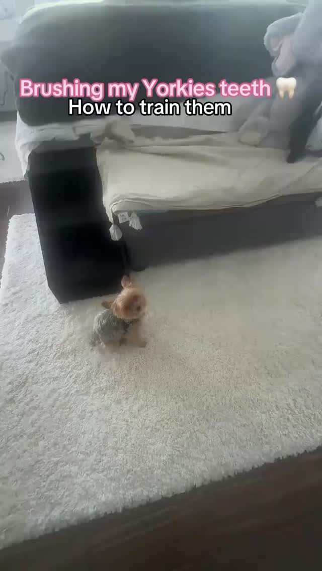 Every Yorkie owner eventually discovers that keeping those tiny teeth clean deserves its own survival guide. 😂
You start with the best intentions... then suddenly you're negotiating with 5 pounds of pure determination who somehow thinks a toothbrush is the greatest threat they've ever faced.
The funny thing is, they always seem to win... or at least convince us they did. 🤣
Please tell me I'm not the only one! What's your Yorkie's biggest "absolutely not" moment? 😂👇
#Yorkie #YorkiesOfTikTok #YorkieMom #YorkshireTerrier #YorkieLife #DogMom #SmallDogBigPersonality #PetParents #DogLovers #JoshuaTheYorkie