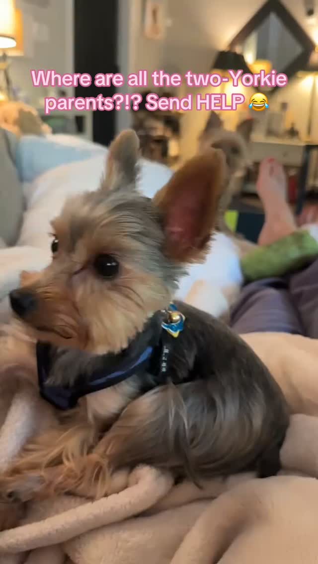 I have one question... 😂
How do all of you with TWO Yorkies get anything done?! 🐶🐶
One keeps me busy enough, so I need to know... is it twice the chaos or twice the cuddles? ❤️
Tell me your funniest two-Yorkie story in the comments! 👇
#YorkieLife #YorkieMom #YorkshireTerrier #Yorkies #YorkiesOfInstagram #YorkieLove #DogMom #SmallDog #DogLover #YorkieCommunity #YorkieObsessed #PetParents #DogsOfInstagram #YorkieWorld #YorkieGram