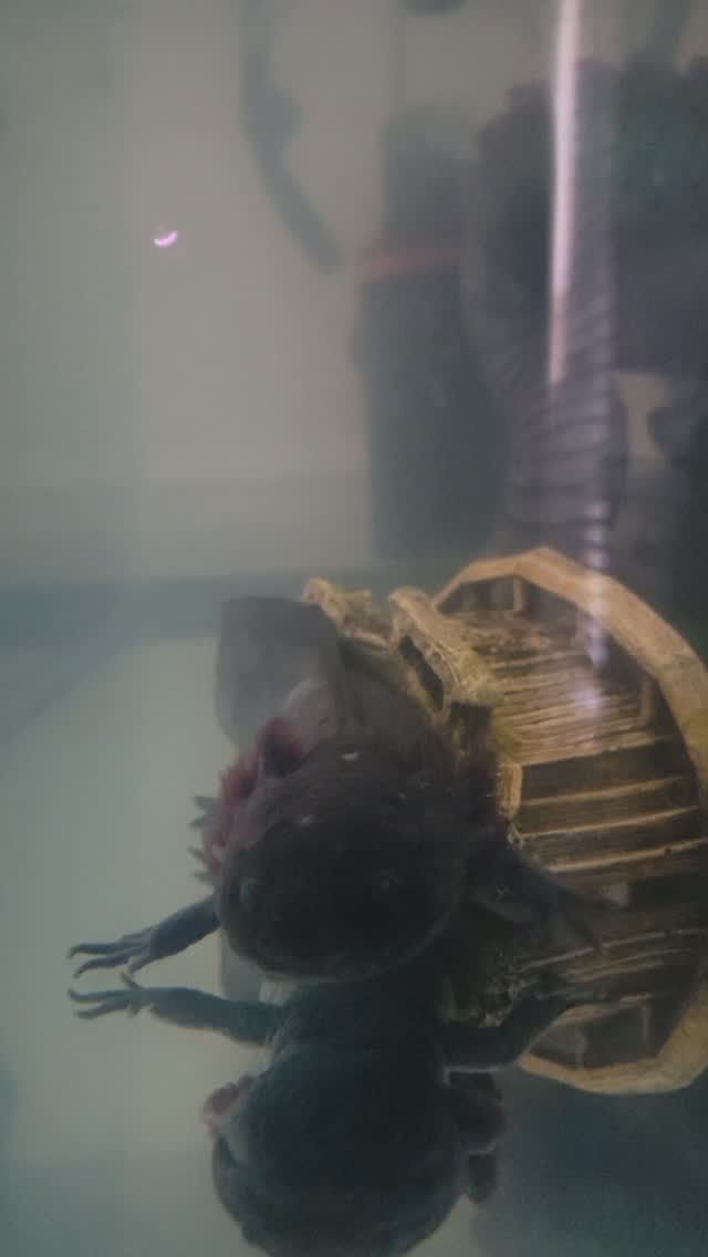 Just here.
#Axolotl #pet #cutepets #axolotlsofinstagram