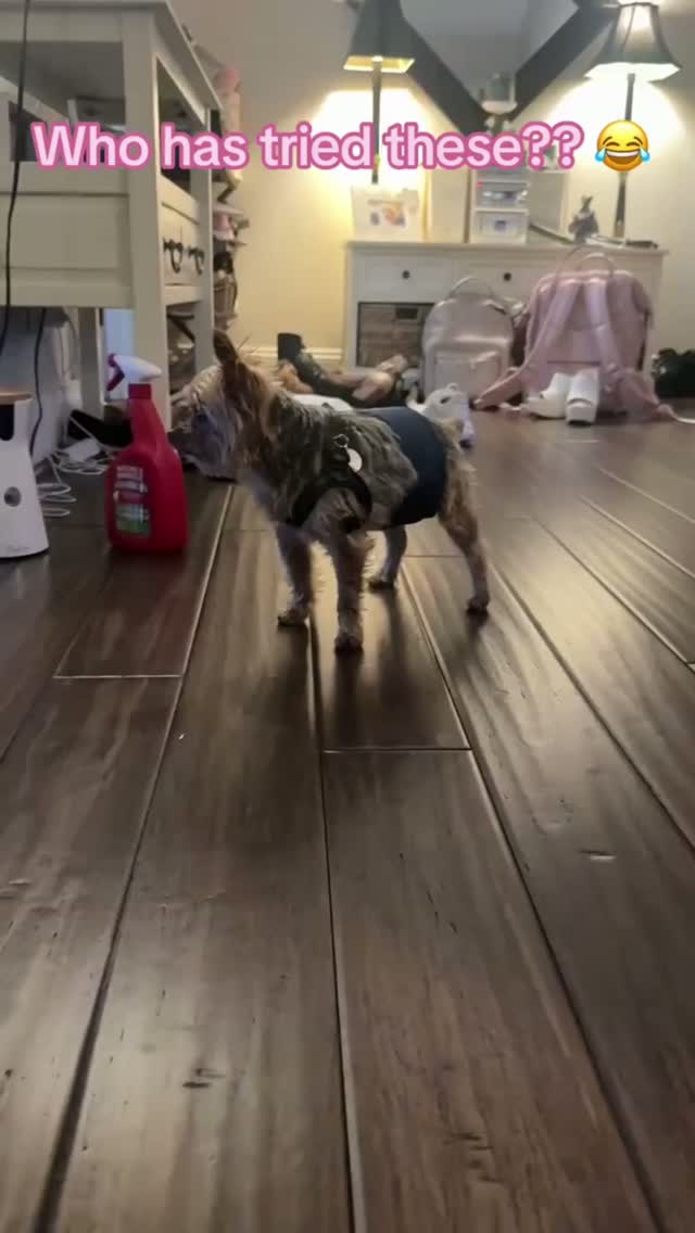 Every Yorkie parent knows that look... 😂
Joshua was not a fan of my latest idea, but don't worry—he's doing just fine.
What's something you've done for your pup that they acted like was the ultimate betrayal? 😂👇
#Yorkie #YorkshireTerrier #YorkieLife #YorkieMom #DogMom #DogsOfInstagram #FunnyDogs #PetParents #FurBaby #DogReels