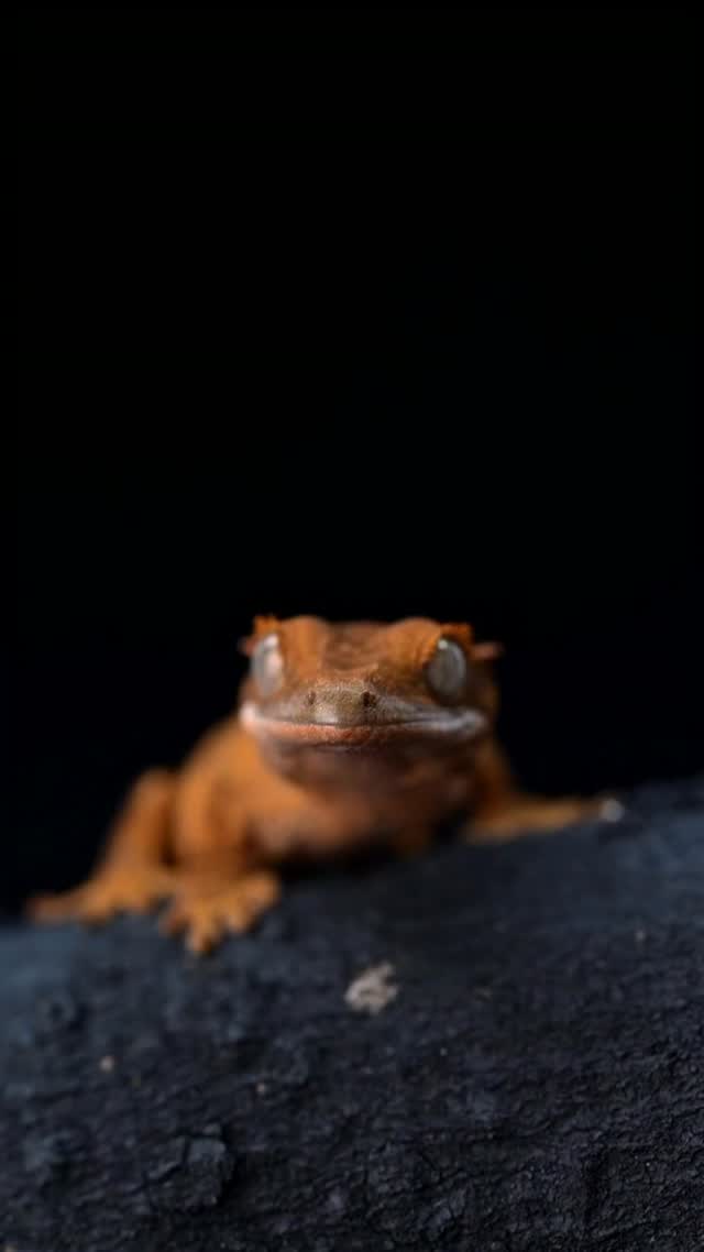 What’s this little guy thinking? Wrong answers only. 👇