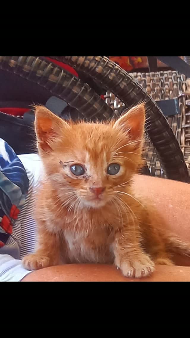 Die schönsten Geschichten sind die, die weitergehen.
Meist berichten wir ĂŒber NotfĂ€lle, verletzte Katzen... Umso schöner ist es, euch heute einmal zu zeigen, was aus einigen unserer SchĂŒtzlinge geworden ist.
đ Meli haben wir vor vier Jahren als winziges Kitten auf Skopelos gefunden. Heute hat er bereits seinen 4. Geburtstag gefeiert â in seinem liebevollen Zuhause in Belgien. Solche Momente berĂŒhren uns jedes Mal aufs Neue und zeigen, wie aus einem kleinen, hilflosen Fundtier ein geliebtes Familienmitglied werden kann.
đ Erinnert ihr euch noch an Viola und ihre vier Kitten? Die kleine Familie konnten wir im vergangenen Juli in Sicherheit bringen. Heute geht es ihnen gut â und genau solche Momente zeigen uns, dass sich jeder Einsatz lohnt.
đ Auch Little John, der als winziges Kitten mitten auf einer StraĂe gefunden wurde und wegen einer schweren AugenentzĂŒndung dringend behandelt werden musste, hat sich wunderbar entwickelt.
đ Und natĂŒrlich Pipilotta, die nach ihrem Rektumprolaps und den gesundheitlichen Problemen so tapfer gekĂ€mpft hat. Umso mehr freut es uns, sie heute gesund und munter zu sehen.
Jedes dieser Tiere hatte einen schwierigen Start ins Leben. Dass wir euch heute solche Bilder zeigen können, ist nur möglich, weil viele Menschen gemeinsam geholfen haben â durch Spenden, UnterstĂŒtzung vor Ort, Pflegestellen, Adoptionen und das Teilen unserer BeitrĂ€ge.
Diese Happy Ends erinnern uns jeden Tag daran, warum wir weitermachen â auch dann, wenn der Alltag im Tierschutz manchmal herausfordernd ist.
Danke, dass ihr diesen Weg gemeinsam mit uns geht. â€ïž
#happyend #catrescue #skopelos #tierschutz #strayanimalcare