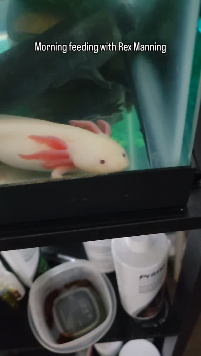 Rex was giving me some hungry eyes this morning 😂
#axolotl #axolotleating #pet #petsofinstagram #rexmanning