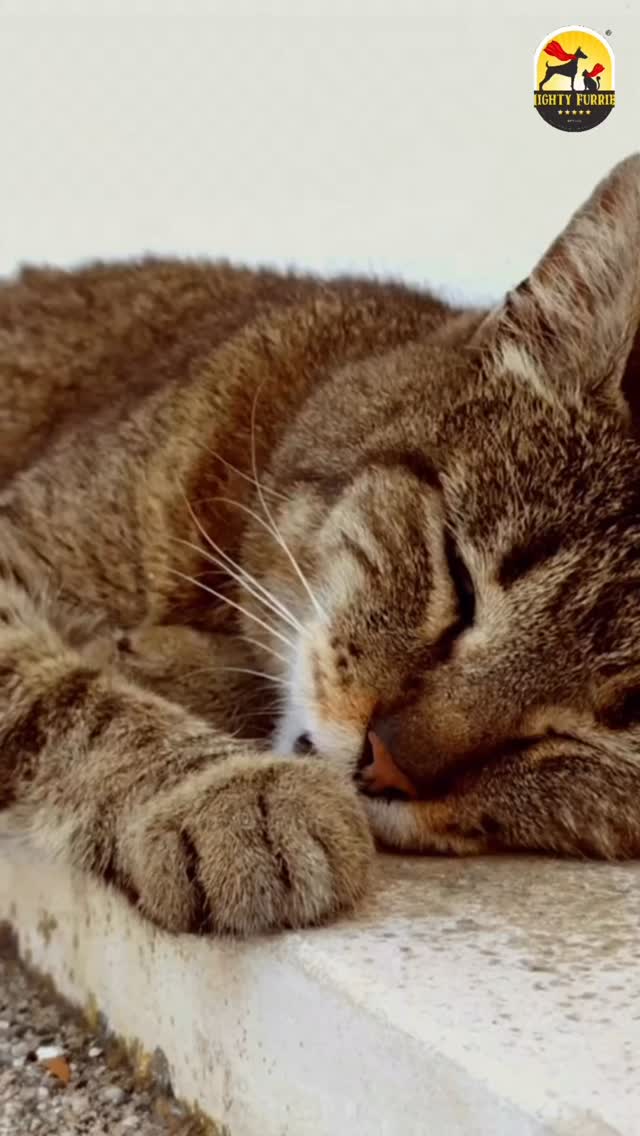 Has your pet been sleeping more, playing less, or behaving a little differently since the rains began? 🌧️🐶🐱
Just like humans, pets can also experience changes in their mood and behaviour during the monsoon. Cooler temperatures, increased humidity, reduced outdoor activities, and less sunlight can all affect their daily routine.
You might notice:
💤 Sleeping more than usual
🐾 Lower energy levels
🍽️ Reduced appetite
🏠 Wanting to stay indoors more often
😴 Less interest in playtime or walks
In many cases, these changes are completely normal. However, it’s important to observe your pet closely. If the behaviour is accompanied by vomiting, diarrhoea, fever, difficulty breathing, or a complete loss of appetite, it’s best to consult your veterinarian.
Keep your pet mentally stimulated with indoor games, maintain a regular routine, ensure proper nutrition, and don’t skip their grooming sessions during the rainy season. A little extra care can make all the difference. 💙
Every pet has its own way of adapting to the season—understanding these changes helps you care for them even better. 🐾✨
📞 For expert pet care & grooming: 089284 84878
📍 Mighty Furries – Premium Pet Store & Grooming Center
#MightyFurries #MonsoonPetCare #PetBehaviour #PetHealth #PetCareTips