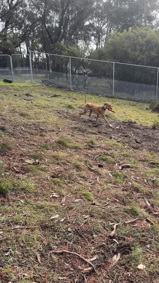 Three weeks of patience... and finally PLAY TIME! 🥳🐾
When Taz arrived for his stay, he had an ear injury that just didn’t want to heal. Every time he shook his head (which, if you know Taz, is a lot! 😅), the wound would reopen.
So we went into full nursing mode. ❤️
For three weeks, Taz wore a cone to protect his ear while it healed. It wasn’t the most glamorous look, but it did the job. Because of the injury, he also couldn’t enjoy his favourite thing—playing with other dogs.
His wonderful mum made sure he still had plenty to look forward to by booking bush walks and enrichment sessions instead, keeping both his body and mind busy while he recovered.
Finally, after three long weeks, the ear had healed beautifully. We left it a few extra days just to be safe... and then came the moment Taz had been waiting for.
Freedom! 🎉
As soon as he was cleared for off-leash play, Taz met his perfect playmate—Kingsley the Groodle. These two absolutely hit it off! Watching them race around together, full of joy, made every day of careful nursing worthwhile.
Seeing dogs get back to doing what they love after recovering is one of the most rewarding parts of what we do. ❤️🐶
Welcome back to playtime, Taz! We think you’ve found your new best mate
#DogHotel #DogBoarding #PetResort #DogLovers #HappyDogs