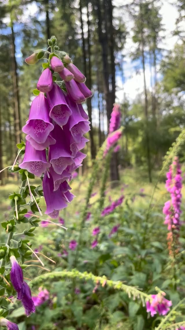 I could just watch these Foxglove dancing in the breeze for hours 💗 just a little reminder to slow down and notice the plant magic all around. 🌸
#Foxglove #amersham #buckinghamshire #forestbathing #pennstreet