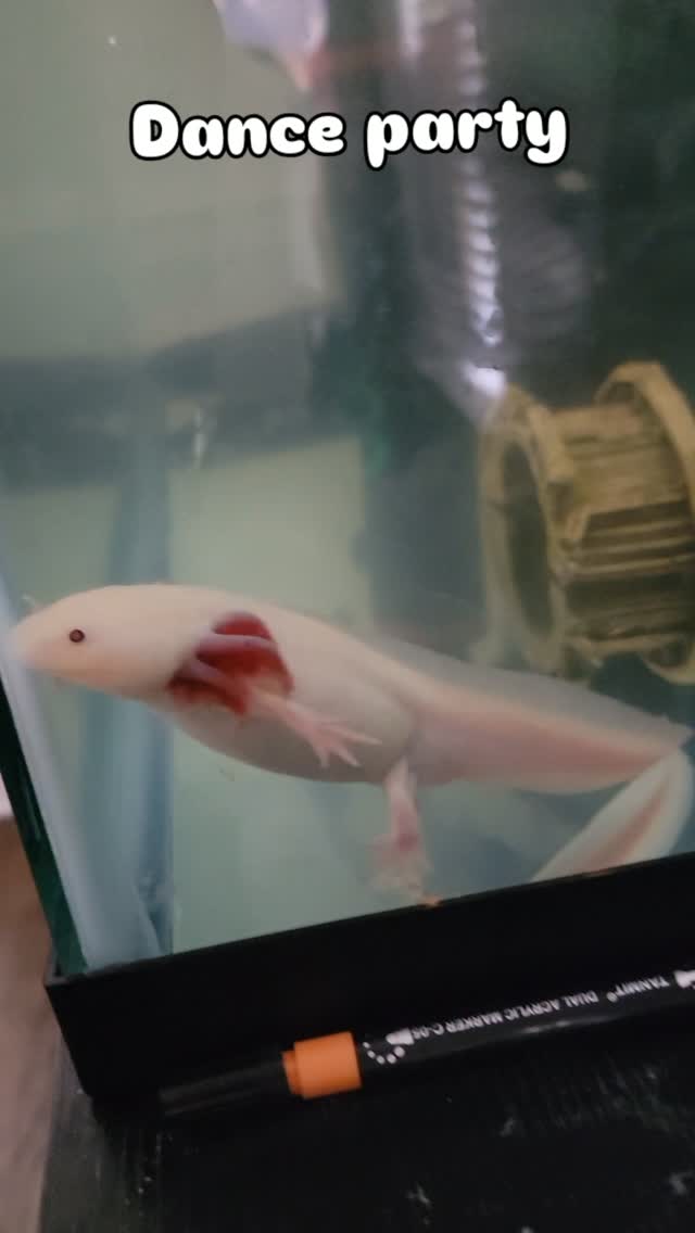 It's a dance party in the tank today.
#axolotl #axolotlsofinstagram #petstagram #petmom