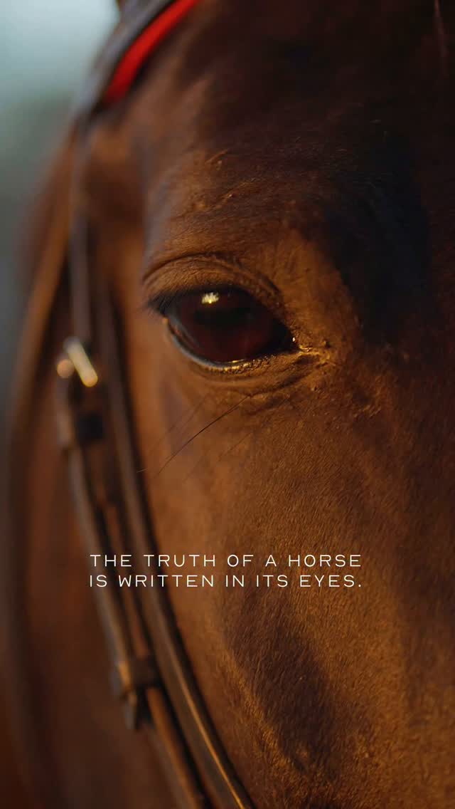 Eyes filled with trust!
.
.
#jaipurpoloteam #polo #jaipurpolo