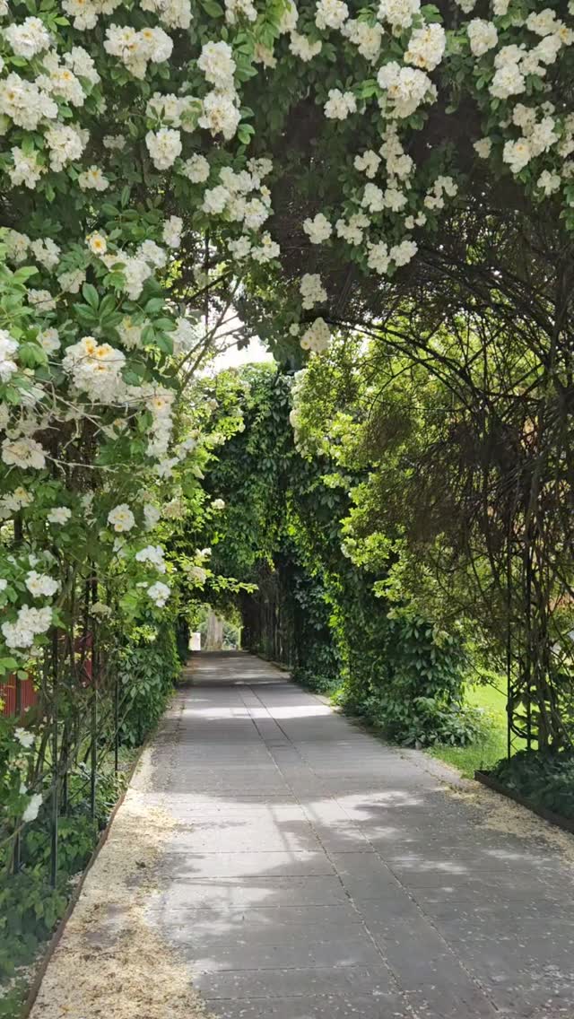 Rosengången skiftar karaktär 🌹✨
Vad tycker du är vackrast, före eller efter? 😊
📍 Biskopsp...