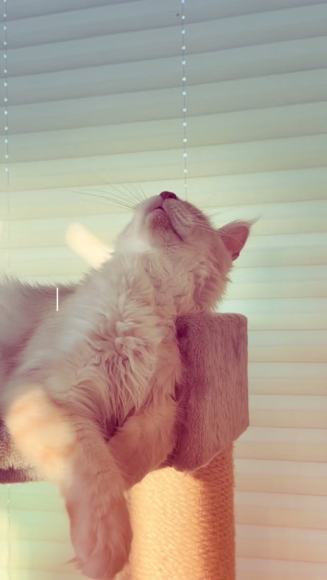 Queen Angel #mainecoon #mainecoonkittens #catlovers #catsloversworld #gentlegiant