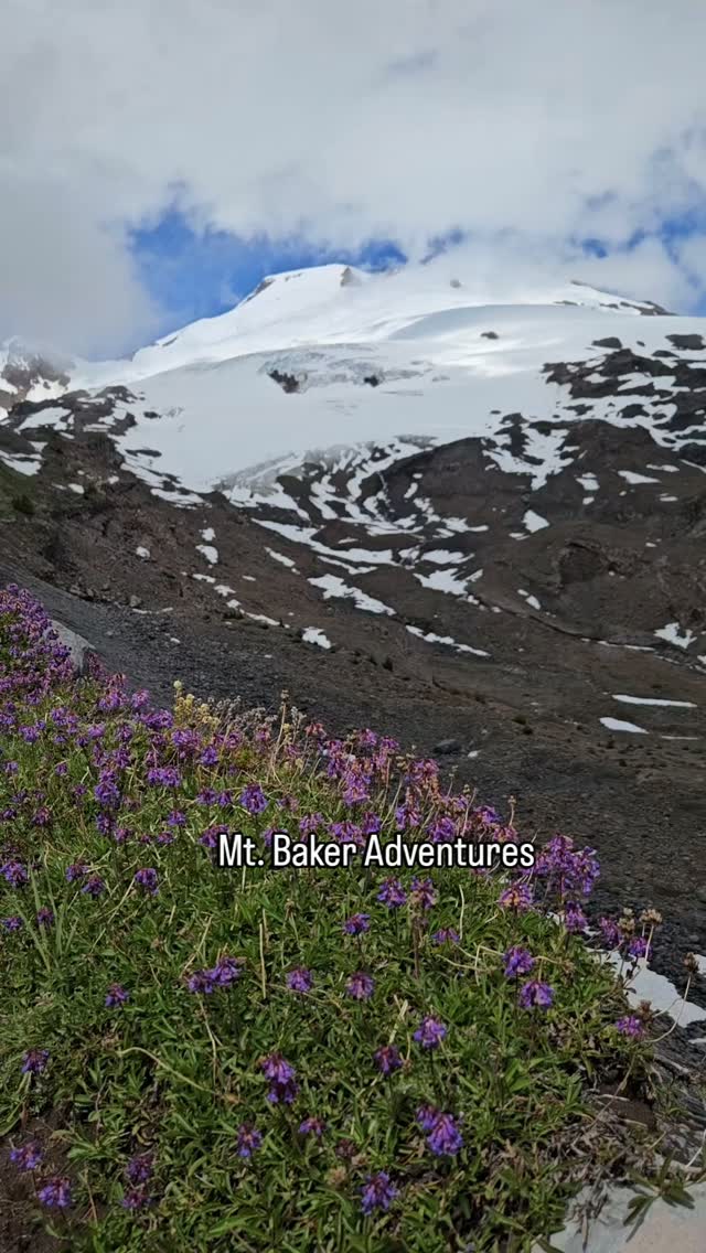 We did a 10 mile hike on Mt. Baker today. We went up to the Lookout Tower but the morning was so wet we didn't see anything. Luckily we went on top the Railway Grade, the approach to the top of Mt. Baker and Chen was on the way to the summit. We got a peek of the to of the mountain in the sunshine and then wandered through the flowers back to the trailhead.
#mtbaker #lookouttower #mtbakerwilderness