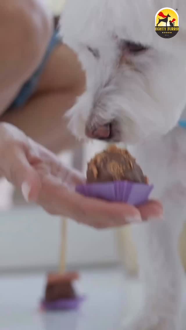 Has your pet been experiencing an upset tummy during the rainy season? 🌧️🐶🐱
Monsoon weather doesn’t just affect us—it can also impact your pet’s digestive health. Changes in humidity, contaminated water, spoiled food, and reduced activity levels can increase the chances of stomach-related issues like vomiting, diarrhoea, bloating, or loss of appetite.
Here’s how you can help protect your furry friend:
🥣 Always serve fresh food
💧 Keep drinking water clean and change it regularly
🚫 Prevent your pet from drinking from puddles or stagnant water
🧼 Wash food and water bowls every day
🍽️ Avoid leaving food out for long in humid weather
A healthy digestive system plays a vital role in your pet’s immunity, energy, and overall well-being. Small preventive steps today can help avoid bigger health concerns during the monsoon season. 💙🐾
If your pet experiences persistent vomiting, diarrhoea, or refuses to eat for more than a day, consult your veterinarian promptly.
Keep your pets healthy, active, and monsoon-ready with the right care. 🌧️✨
📍 Mighty Furries – Premium Pet Store & Grooming Center
📞 089284 84878
#MightyFurries #MonsoonPetCare #PetDigestiveHealth #PetHealth
