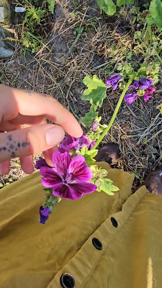 Mallow, borage, lemon balm, mint, sage, raspberry leaf, verbena, calendula, mugwort πΏ
Everything in my daily herbal tea grows in my own garden.
One of my favorite morning rituals is goikg outside, picking a few fresh herbs, and making my morning tea.
A moment to check in with the garden and appreciate what nature so generously provides πͺ
#apothecary #wildherbs #herbaltea #natureprovides #morningritual