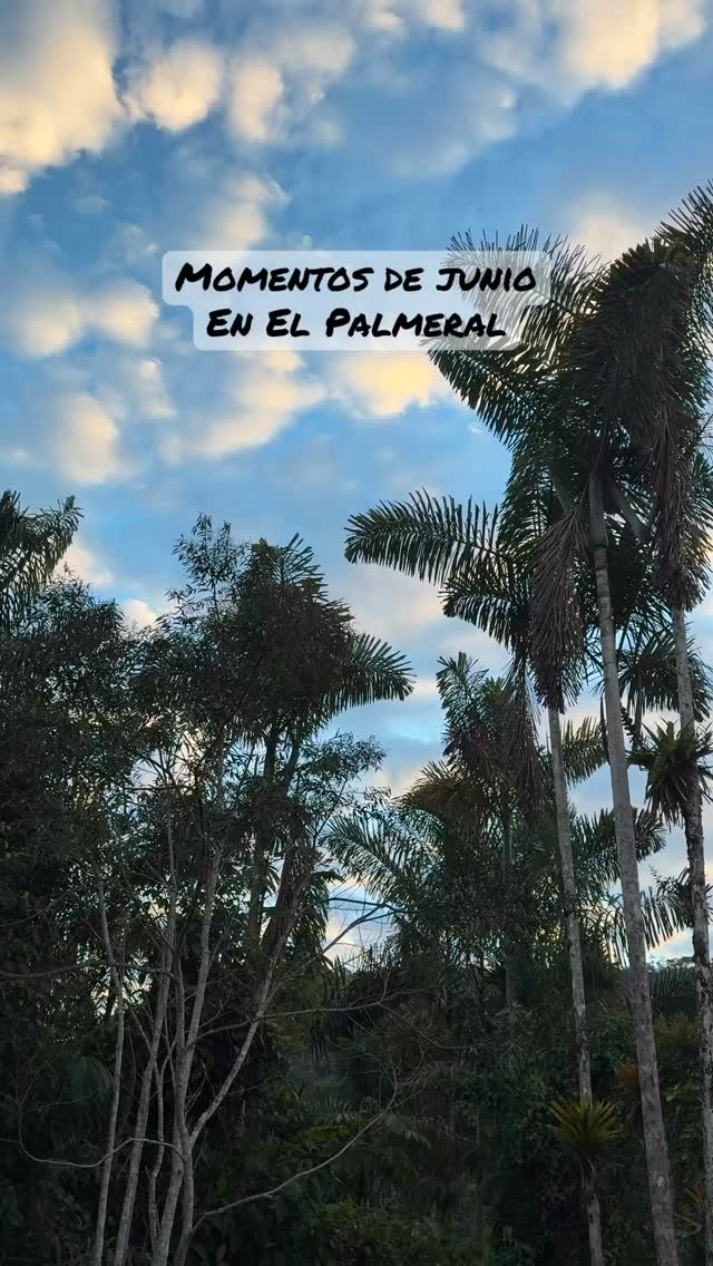 Un breve resumen de nuestras experiencias durante el mes de junio.
Gracias por elegir El Palmeral!
#oxapampa #elpalmeral_oxapampa #avistamientodeaves #bañosdebosque #hospedaje