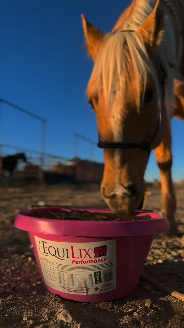 Keep your horses feeling their best with Equilix from AgriBest Feeds 🐴
Balanced minerals, quality ingredients, and nutrition you can trust—because performance starts from the inside out.
https://www.agribestfeeds.com/products/equipride-and-equilix
#AgriBestFeeds #Equilix #HorseHealth #EquineNutrition #FeedTheBest