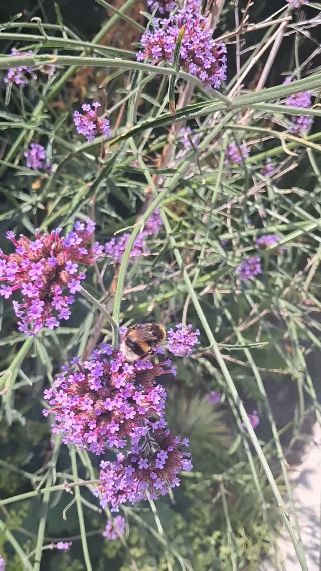 It's so great to be a bee