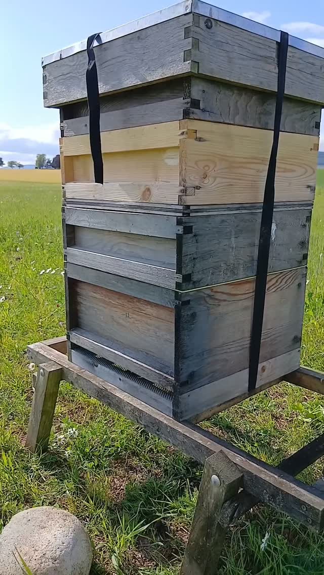 🌼🐝 Creating space for pollinators a @westertonfarm
In an area where farmland dominates the landscape, natural corridors and food sources for pollinators can sometimes be limited.
That is why I am particularly pleased to be working with Western Farm.
Among their crops, they have created space for flowering plants such as crimson clover, Phacelia tanacetifolia and sunflowers — providing valuable sources of nectar and pollen for bees and other pollinating insects.
I have placed one of my honey bee colonies here, and I am really pleased to see the bees making use of these flowers.
But the collaboration goes beyond simply providing forage for the bees. Western Farm also grows pumpkins, and I hope that my bees will be able to contribute to the pollination of the pumpkin flowers too. 🎃🐝
For me, this is a great example of how agriculture and biodiversity can work together.
Farm production and pollinator conservation do not have to be opposites. With a little planning and collaboration, it is possible to create space for both.
And as part of this collaboration, you can also find Brawliemuir Farm honey in the Western Farm shop. 🍯
From the flowers, to the bees, to the crops, and eventually to the local community — this is exactly the kind of collaboration I am proud to be part of.
#Pollinators #Biodiversity #Beekeeping #SustainableFarming #HoneyBees PumpkinGrowing LocalFood ScottishFarming FarmToTable