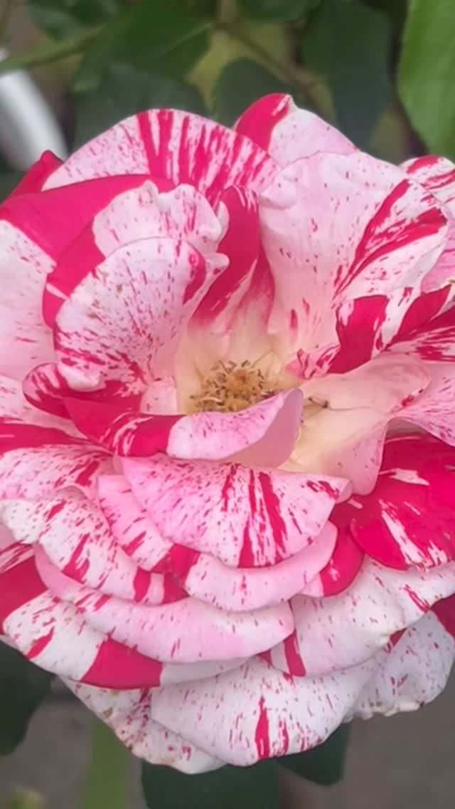 This is Rock n Roll!
.
A beautiful & fragrant speckled rose that reminds of of Alice in Wonderland where the cards are painting the white roses red to appease the Queen of hearts. ♥️🤍❤️