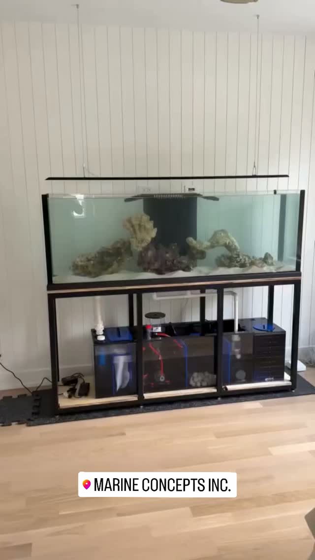 A highlight of our new custom install!
Looking for a custom aquarium in the Chicagoland area.
Chicagofishguy.com
#allmymoneygoestocoral #reefaddict #chicago #marineconcepts