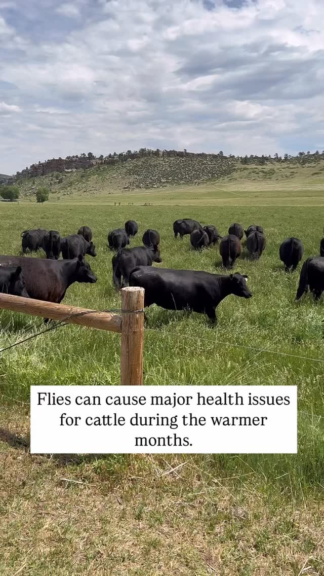 Garlic isn’t just for the kitchen—it’s a powerful tool for healthier cattle 🧄🐂
Did you know feeding garlic can help support:
✔️ Natural fly and pest control
✔️ A stronger immune system
✔️ Improved rumen function
✔️ Better feed efficiency and overall performance
Not all garlic supplements are created equal. Learn why the right form of garlic matters and how Agri-Best Feeds is putting research-backed ingredients to work in products like RumenEdge to give your herd a natural advantage.
Read the full article here:
https://www.agribestfeeds.com/post/feed-with-garlic-vs-feed-without-garlic-benefits-for-cattle
#AgriBestFeeds #RumenEdge #CattleNutrition #BeefCattle #RanchLife
