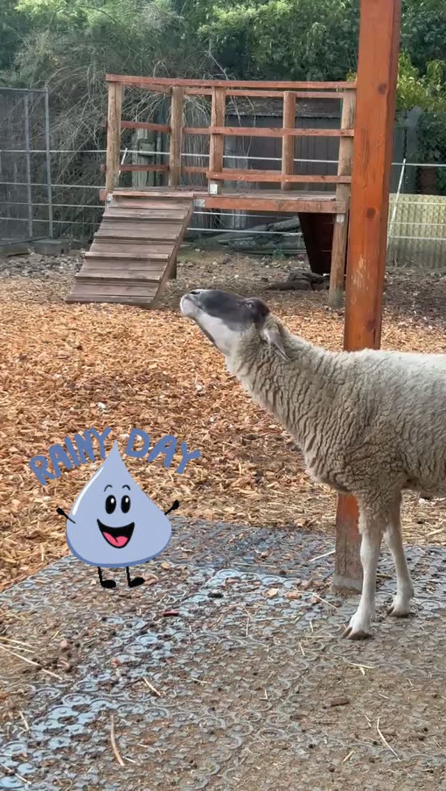 Endlich nach wochenlanger Trockenheit Regen☺️💦 Unser Rosa freut auf jeden Fall riesig❤️Kennt ihr eigentlich Rosa, der coolste Bock der Glückswiese?. Warum der junge Herr Rosa heisst? Er kam als Lämmchen vom Metzger und hatte überall Rosa Viehmarkerstift. Also wurde er von den Kids Rosa genannt und liebevoll mit der Flasche aufgezogen ❤️
#thankgoditsraining #tierliebe❤️ #Tierschutz #sindlingerglückswiese #frankfurt