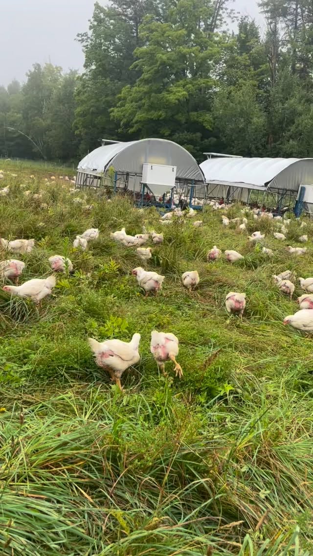 It’s FRESH CHICKEN weekend once again!
Come on out to the farmers markets this weekend to buy some of the best damn chicken around.
Saturday, 9-1 @westriverfarmersmarket
Sunday, 9-1 @ludlowfarmersmarket
Sunday, 11-3 @putneyfarmersmarket
Thanks for all the support! ❤️
@realorganicproject @vermontorganic @pasturedpoultryproducers @themobilechickenhouse #buylocal #supportsmallfarms