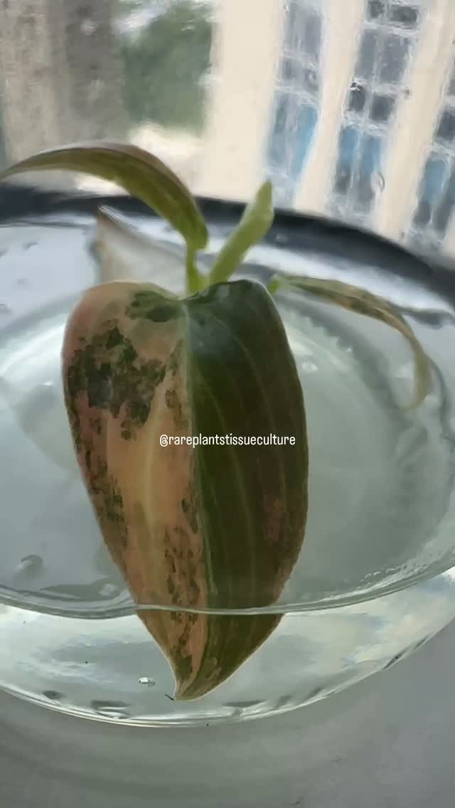 True Melano Orange from our lab 🍊 with exact variegation showing in vitro and true to type
#velvetyplants #philodendronmelanochrysum #philodendronmelanoorange #tissueculture #rareplantstissueculture