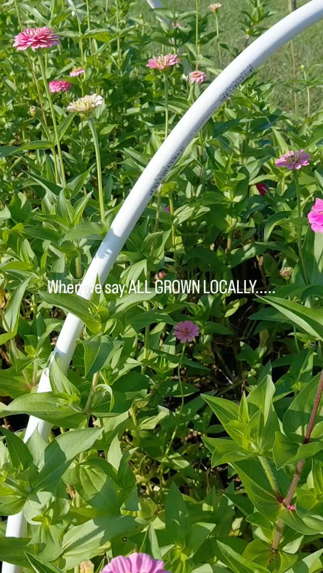 What sets Garden Sapphire apart from other Florists? We seed, plant, grow, water, cut AND arrange. We farm.