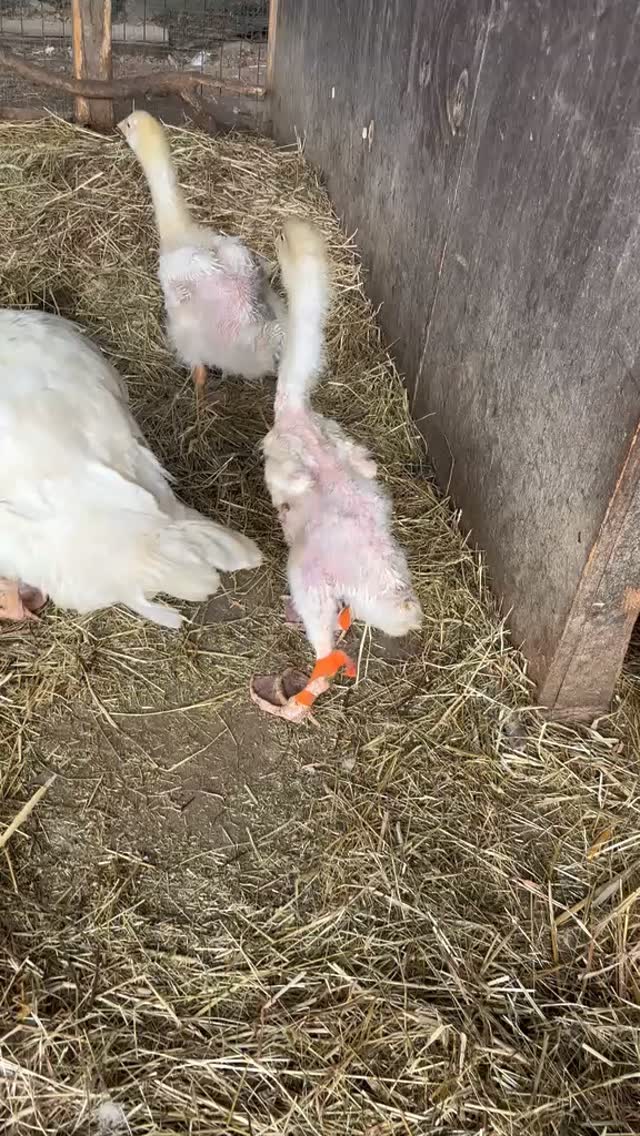 Unser kleiner Bruchpilot🫣🤣. Dank eines wirklich tollen vogelkundigen Tierarztes kann der Kleine jetzt endlich die Welt erkunden 🥳🍀
Wusstet ihr eigentlich, dass es immer super schwierig ist mit Gänsen, Hühner, Puten oder anderem Feder-Getier🪶 einen guten Tierarzt zu finden. Wir haben zum Glück einen mitten in FFM🍀#sindlingerglückswiese #frankfurtammain #tierliebe❤️ #tiergestütztepädagogik #tierschutz