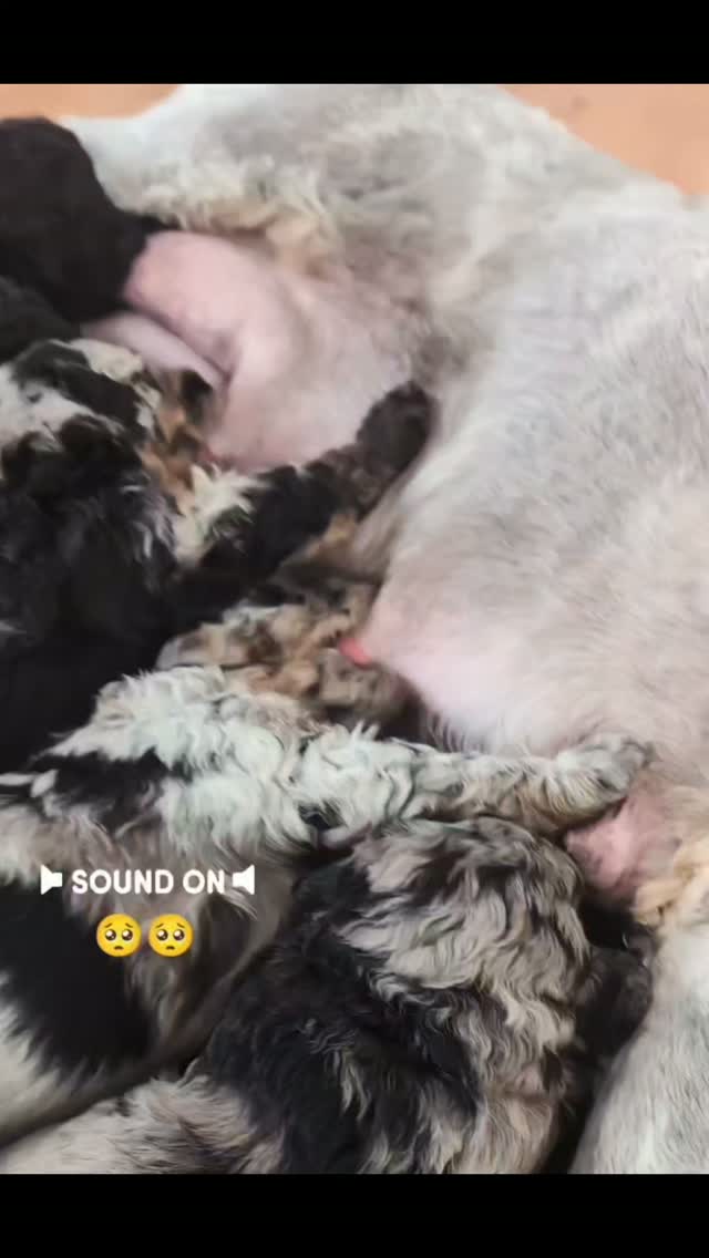 🐾✨ THREE WEEKS OLD! ✨🐾
Three weeks old and our little puppies are officially entering one of the most exciting stages of puppyhood! 🥹🤎
They’re changing so much every single day, and we’re beginning to see their little personalities shine through.
👀 Eyes are open! Their vision is still developing, but they’re starting to take in the world around them.
👂 They’re beginning to hear! Little sounds, voices, and the activity around them are becoming much more interesting.
🐾 Those little legs are working! They’re transitioning from crawling to taking their first wobbly steps—and watching them figure out how to walk is absolutely adorable!
💕 Sibling interaction is increasing. They’re beginning to crawl over one another, paw, mouth, play, and communicate with their littermates.
🐶 More awake + more curious! Their periods of alertness are getting longer, and they’re starting to venture out and explore their surroundings.
🥰 Personalities are emerging! You may start to notice the little cuddler, the curious explorer, the confident one, or the puppy who already thinks they’re the boss!
🍼 Mommy Rosie is still the star of the show. They’re primarily nursing at this age, while gradually becoming more interested in the food and world around them.
🌎 Their world is getting bigger! This is the beginning of a wonderful transition from sleepy newborns into curious little puppies who are ready to learn, explore, and experience new things.
Three weeks may seem so little, but SO much is happening behind those tiny paws! 🐾🤎
We can’t wait to watch these little personalities continue to blossom over the coming weeks. ✨