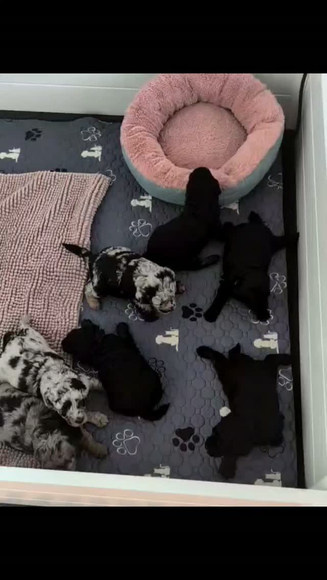 Little legs are starting to get going!!! 🥰💃🏻 Here is where the fun starts to begin! 🐕🐾
We have a couple spots open due to homes shifting to other breeds. Puppy selection is in September once temperament evaluations have been completed!
🐶Our puppies will come to you (at 8 weeks or older) with the following:
• Complete record of 1st vaccination and healthcare check-up🦠
• 3 deworming treatments 🪱
• 2 year genetic health guarantee 💯
• Microchipped
• Graduation from our advanced socialization program 🎓👩🎓👨🎓
• Online 25% discount through our partnership Baxter and Bella dog training . "LoveFromDelilah"
• A great start on potty training, including toileting (weather permitted) outside as well as crate training🚽
• A blanket with their mother’s scent💓
• A “Puppy Go Home Packet” of information which includes tons of helpful info plus the vaccination, deworming records, toys, leash, collar, chews and treats. Puppy food kit ($100+ value) Include:
• Free box of FortiFlora Probiotic Veterinary Supplements - 30 sachets ($42 value)
• small bag of Pro Plan Puppy or All Ages food ($40 value)
• 3 free cans of Pro Plan Puppy food ($12 value)
• Coupon for $10 off and $20 off their next bag of Pro Plan
A Pro Plan Puppy Starter Booklet
• Breeder support✅️✅️✅️