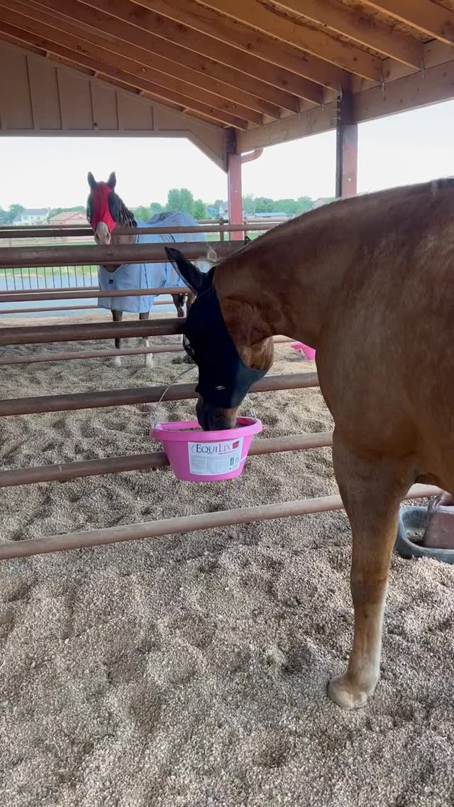 Keep your horses moving forward with Equilix® from AgriBest Feeds. 🐴💪
A convenient, free-choice supplement designed to help support horses through every stage of life. When your horses need more than just a mineral—Equilix delivers.
#AgriBestFeeds #Equilix #HorseNutrition #HorseCare #EquestrianLife