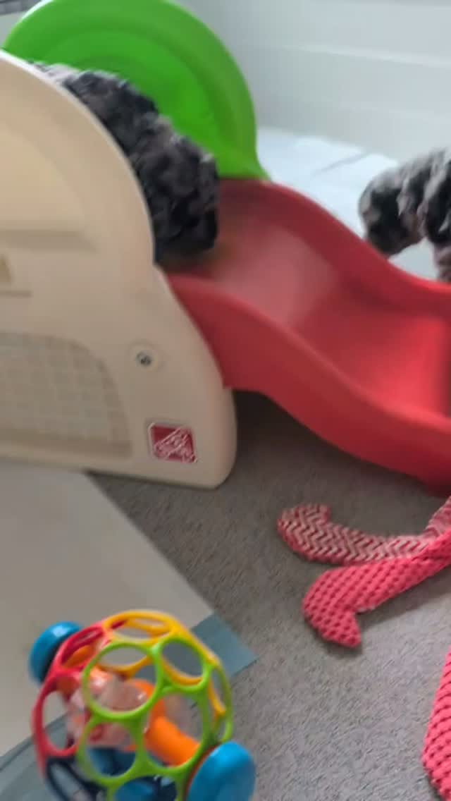 5 weeks old. 🐕
Pups are getting a pen and toy upgrade! ❤️
They are living for the slide 🛝 😏
Potty training is underway ✔️
