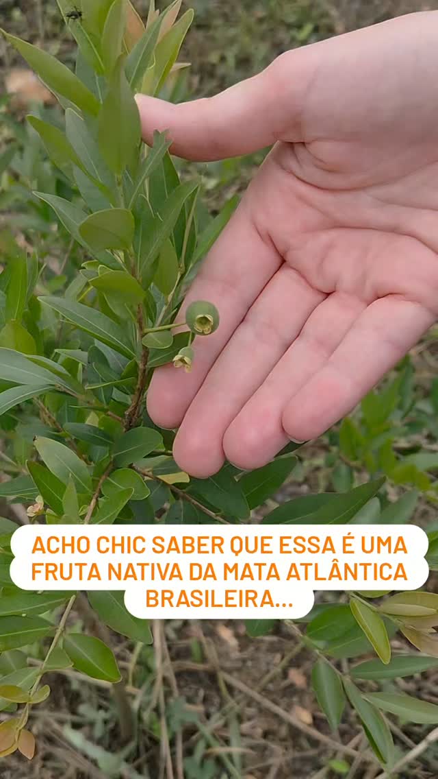 As primeiras frutas do nosso pomar de nativas 😍🌱🌳
Já sabe de que fruta estamos falando? Votaqui: