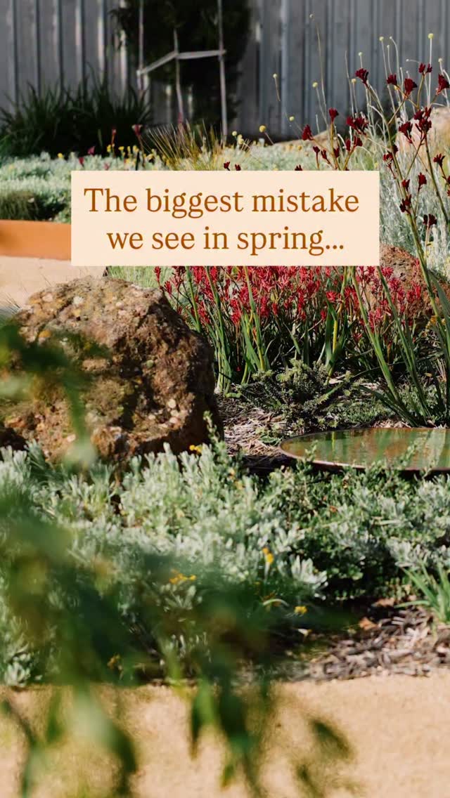 The biggest mistake we see in spring?
Panic buying!
The calendar ticks over to September 1 and suddenly the whole garden feels urgent.
So you head to the nearest nursery, grab some plants, a few random bags of soil and start plonking things in the ground.
But without a plan, mistakes are inevitable.
Plants die.
Things end up in the wrong spot.
You buy stuff you don’t need.
Then six months later, you’re pulling everything out and doing it all again.
And it all adds up.
So before you start spending, slow down and make a plan.
Get to know your site.
Work out your layout.
Sort out your levels and drainage.
Build healthy soil.
Make a planting plan.
Figure out what needs to happen first and what can wait.
Then prepare your site properly.
Because once all of that is sorted, everything gets easier.
You know what to buy and where it’s going.
Your plants have what they need to thrive.
You can get on top of your weeds.
And you’re not wasting money doing things twice.
So instead of constantly fixing things, you get to watch your garden grow into the lush, layered space you imagined in the first place.
A sanctuary that draws you outside. 🌱
