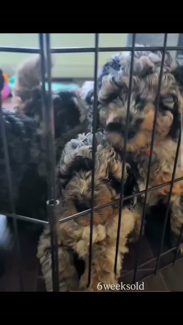 6 week old Aussiedoodles 🥰😍