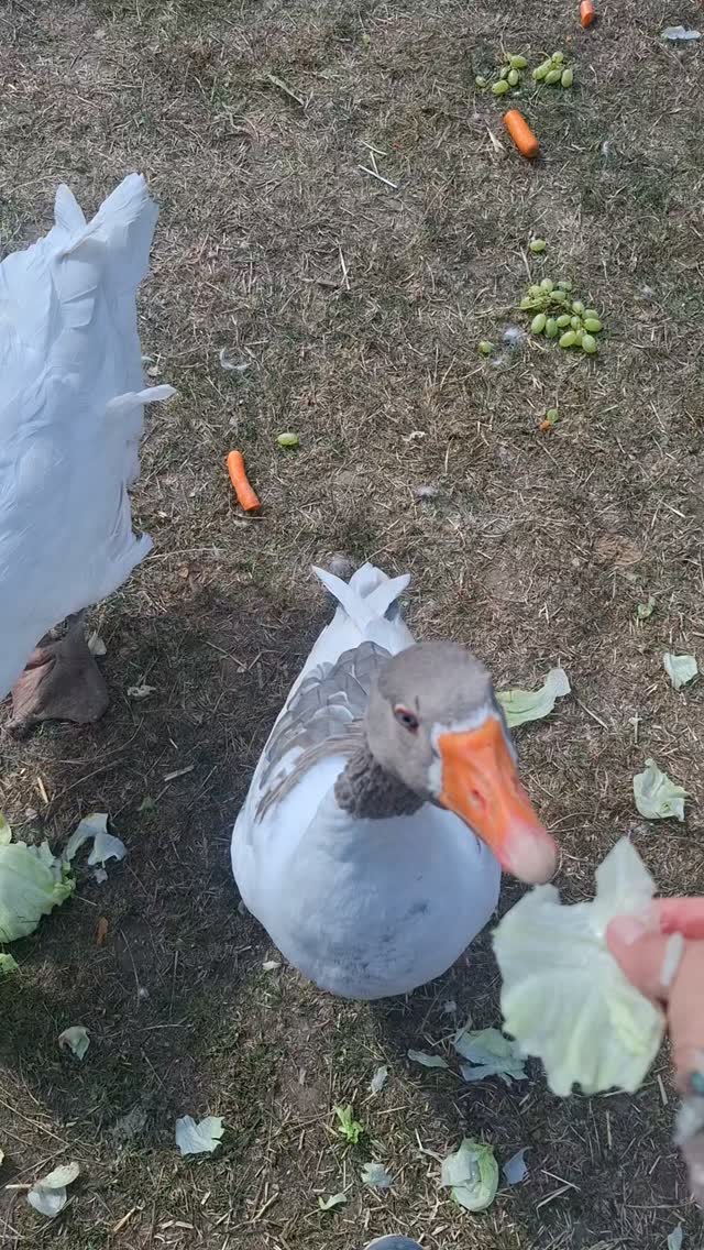 Leben am Limit, wenn die Gans lieber aus der Hand als vom Boden futtert😅Spass bei Seite, wer liebt Gänse genauso wie wir? Die Herrschaften sind die alleinigen Herrscher der Glückswiese und waren schon im alten Rom als Wächter beliebt 🪿 Unsere Gänse hören tatsächlich aufs Wort und sind super intelligent ❤️ Leider wird diesen wunderschönen Wesen soviel Leid angetan, von der Stopfleber bis zum Rupfen lebendiger Gänse für Daunenkissen😪. Kommt doch mal vorbei und lernt unsere starke Herde kennen🍀🥳❤️🪿#sindlingerglückswiese #tierschutz #gänse #frankfurtammain