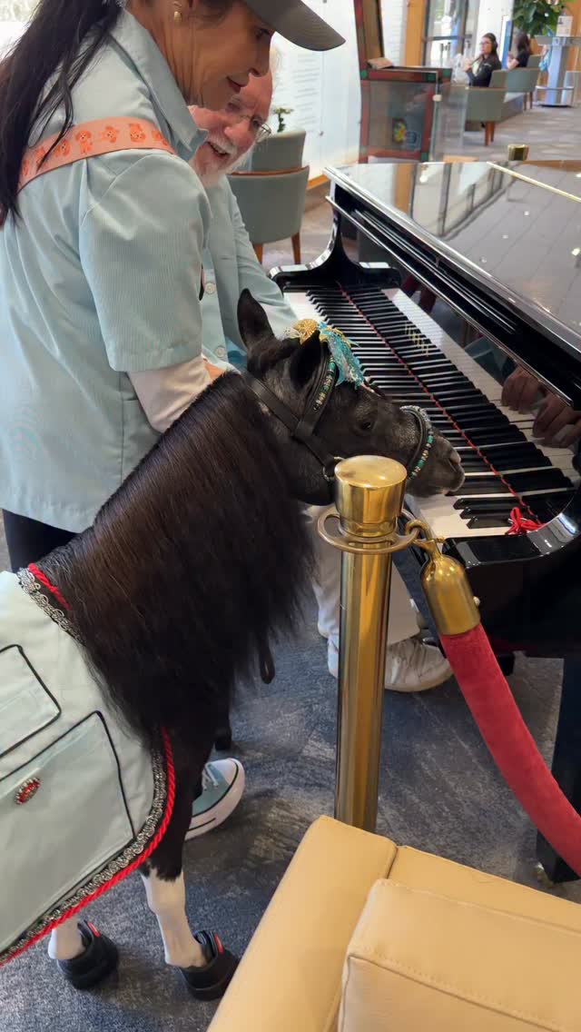 After visiting with kids in Guerin Pediatrics at Cedars Sinai there’s always time for Black Pearl to perform a duet! @eddiesmithpiano @travisscott #keyboard #horse #minitherapyhorses #wellness #healing #love #hope #compassion #community #minihorse #comfort #fun #happiness @diplo @cedarssinai @torrancememorial @shriners @ucla_pac @equusfoundation @platinumperformance @integrityhorsefeed #piano #nonprofit