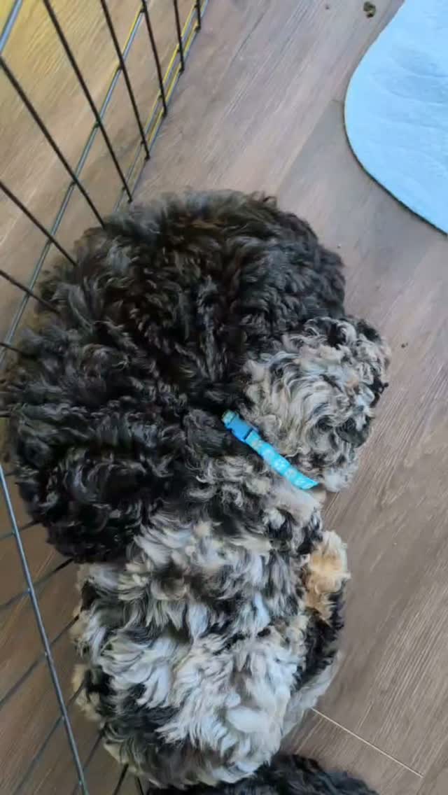🐾 Vet Day for the Puppies! 🩺💕
Our little ones had a big day today—they all went to the vet and did so well! 🥰 From being handled and examined to meeting new people, everyone was such a good puppy. We couldn’t be more proud of them! ❤️
Of course, all that excitement is exhausting, so now everyone is home, cozy, and completely worn out. 😂💤
Lots of sleepy puppy cuddles happening around here tonight! 🐶💕 They definitely earned their naps after being such brave little stars at the vet. ✨
#PuppyLove #VetDay #GoodPuppies #PuppyLife #PuppyCuddles TiredPuppies DelilahsPoodleDoodles PuppyLove💕