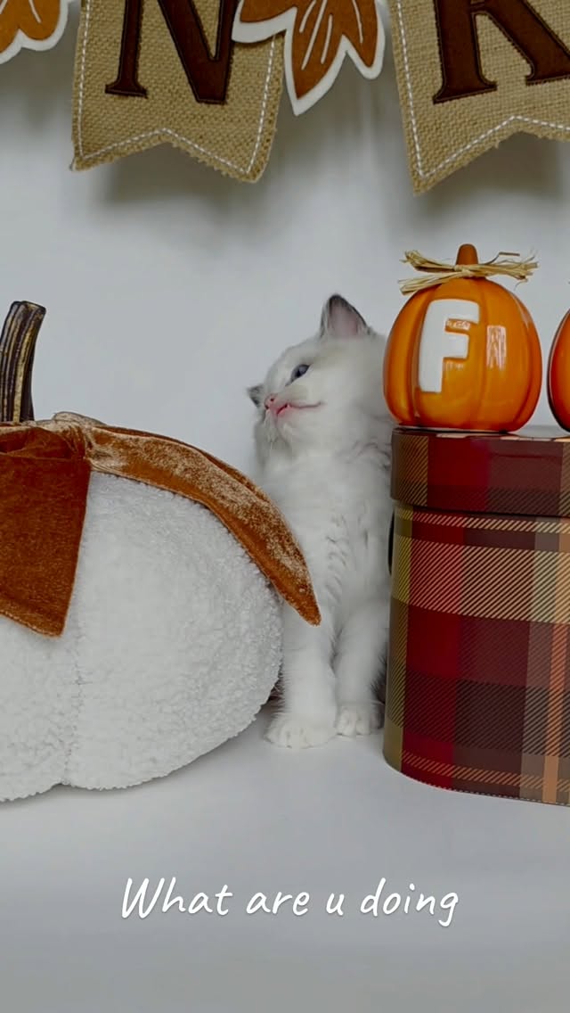 “POV: You’re trying to take fall pictures, but the model already knows how cute she is. 📸🎃 #ragdollkitten #happykitty #kittenforadoption